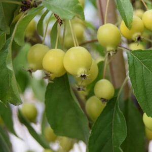 Malus 'Comtessa de Paris' 12-14 HS